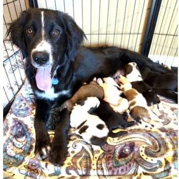Skyla -  Saint Bernard and Golden Retriever Dog for Adoption in Larkfield-wikiup, California - Skyla | PetCurious