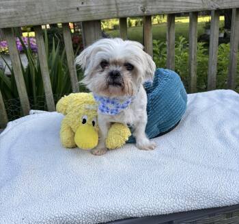 Larry -  Maltese and Poodle Dog for Adoption - Larry | PetCurious