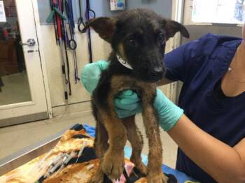 PACIFIC -  German Shepherd Dog Dog for Adoption in Riverside, California - PACIFIC | PetCurious