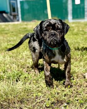 Rescue Hound and Mixed Breed Dogs for Adoption in Cape Coral, Florida - Zoom | PetCurious
