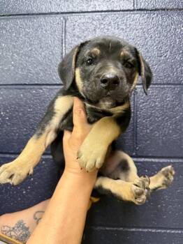 Mixed Breed Dogs Available for Adoption - Neptune | PetCurious