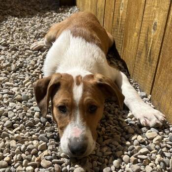 Rough Collie and Pit Bull Terrier Dogs Available for Adoption in Bellaire, Michigan - Diggs | PetCurious