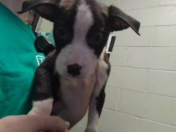NICK -  Pit Bull Terrier and Mixed Breed Dog for Adoption in Tulsa, Oklahoma - NICK | PetCurious