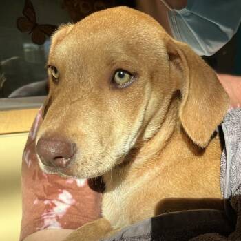Wedge -  Labrador Retriever and Mixed Breed Dog for Adoption in Palm Springs, California - Wedge | PetCurious