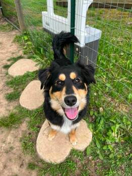 Collie and Australian Shepherd Dogs Available for Adoption in Coldwater, Michigan - Kevin James | PetCurious
