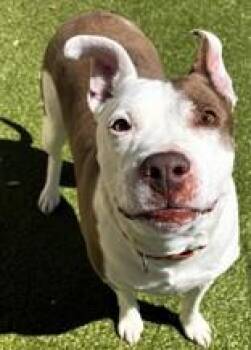 Adaline -  Mixed Breed Dog Available for Adoption in Wenatchee, Washington - Adaline | PetCurious