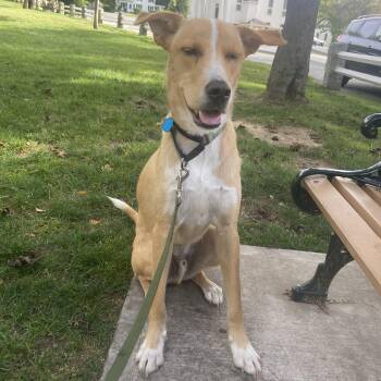 Rescue Retriever Dogs for Adoption in Longview, Texas - Andy | PetCurious