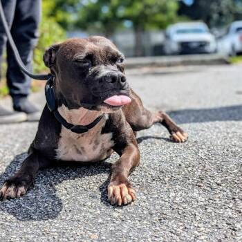 Rescue Mixed Breed Dogs for Adoption in Savannah, Georgia - Halloweave | PetCurious