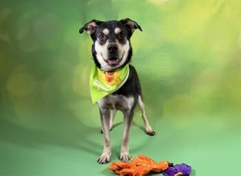 RANGER -  German Shepherd Dog and Mixed Breed Dog for Adoption in Fort Lauderdale, Florida - RANGER | PetCurious