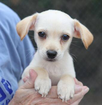 Astro (AO37170) -  Chihuahua Dog for Adoption in Kansas City, Kansas - Astro (AO37170) | PetCurious