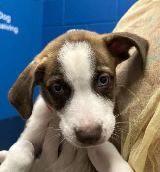 Mercury -  Labrador Retriever Dog for Adoption in Golden, Colorado - Mercury | PetCurious