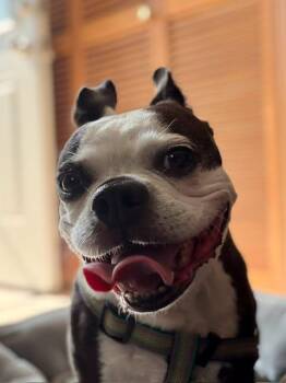 Mable -  Boston Terrier Dog for Adoption in New York, New York - Mable | PetCurious