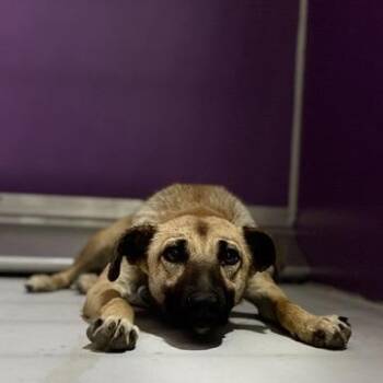 Bambi -  Shepherd Dog for Adoption in Fresno, California - Bambi | PetCurious