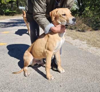 Rescue Golden Retriever Dogs for Adoption in Dripping Springs, Texas - Luke | PetCurious