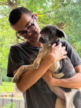 Pit Bull Terrier Dogs Available for Adoption in Syracuse, New York - Barbie | PetCurious