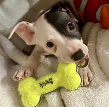 Petunia (Available 10/19/2026) -  Terrier Dog for Adoption in Williamsburg, Iowa - Petunia (Available 10/19/2026) | PetCurious