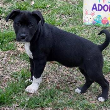American Bulldog Dogs Available for Adoption in Locust Fork, Alabama - Catalina | PetCurious