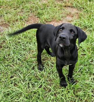 Ozzy -  Labrador Retriever Dog for Adoption in Sanford, Florida - Ozzy | PetCurious
