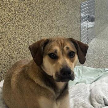 Elana -  Labrador Retriever and Mixed Breed Dog Available for Adoption in Merriam, Kansas - Elana | PetCurious