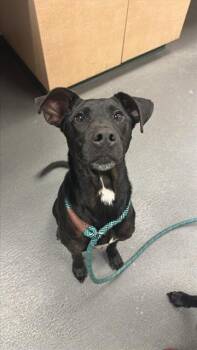 RACHEL -  Labrador Retriever and Mixed Breed Dog for Adoption in Corpus Christi, Texas - RACHEL | PetCurious
