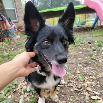 Rescue Cardigan Welsh Corgi and Shepherd Dogs for Adoption in San Antonio, Texas - Lucy | PetCurious