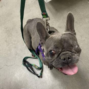 French Bulldog Dogs Available for Adoption in Murray, Utah - Belle Beauty | PetCurious