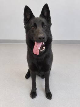 Daliah -  German Shepherd Dog and Mixed Breed Dog for Adoption in Gwinn, Michigan - Daliah | PetCurious