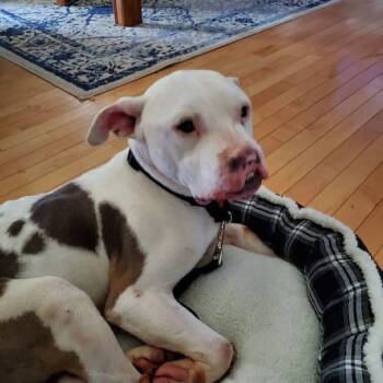 Phoenix (Phinny) -  American Staffordshire Terrier Dog for Adoption in Shelby, North Carolina - Phoenix (Phinny) | PetCurious