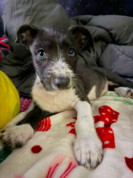 Reggie -  Terrier Dog for Adoption in Brewster, New York - Reggie | PetCurious