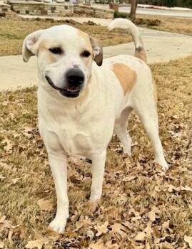 Great Pyrenees and Mixed Breed Dogs Available for Adoption - Borris (PKA Max) | PetCurious