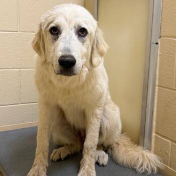 Maggie -  Mixed Breed Dog for Adoption in Winston-salem, North Carolina - Maggie | PetCurious