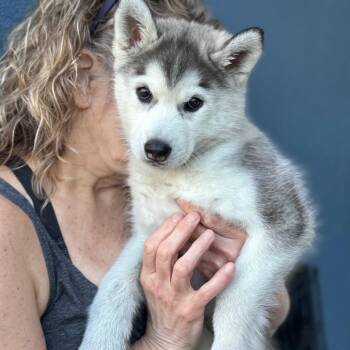 Siberian Husky Dogs Available for Adoption - Elsa | PetCurious
