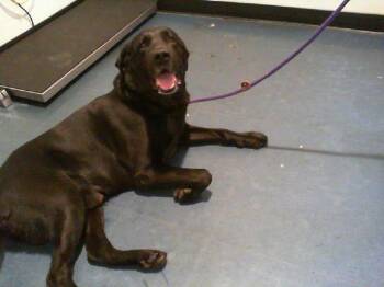 ROBERTO -  Labrador Retriever and Mixed Breed Dog for Adoption in Charlotte, North Carolina - ROBERTO | PetCurious