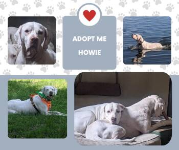 English Pointer Dogs Available for Adoption - Howie (MN) | PetCurious