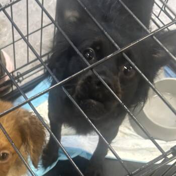 Yorkshire Terrier and Pomeranian Dogs Available for Adoption - Yani | PetCurious