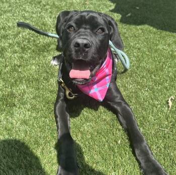 Mastiff Dogs Available for Adoption in Walnut Creek, California - Tashigi | PetCurious