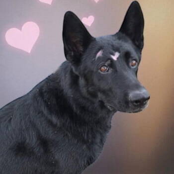 Rescue German Shepherd Dog Dogs for Adoption in Bloomfield, Connecticut - Bandit | PetCurious