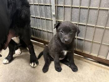 Papaya -  Border Collie and Flat Coated Retriever Dog for Adoption in Phoenix, Arizona - Papaya | PetCurious