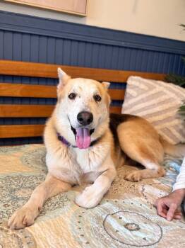 German Shepherd Dog and Caucasian Sheepdog Caucasian Ovtcharka Dogs Available for Adoption in Friendswood, Texas - Hanky Pank | PetCurious