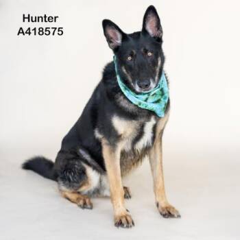 Rescue German Shepherd Dog and Mixed Breed Dogs for Adoption in Conroe, Texas - HUNTER | PetCurious