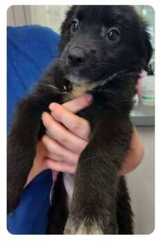 Daphne -  Australian Shepherd and Standard Poodle Dog for Adoption in Newport, Kentucky - Daphne | PetCurious