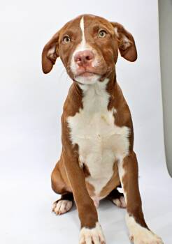 Rutledge -  Australian Shepherd and Labrador Retriever Dog for Adoption in Morton Grove, Illinois - Rutledge | PetCurious