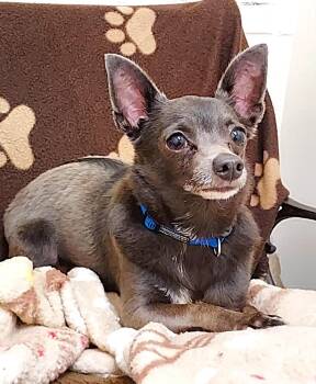 Rescue Chihuahua Dogs for Adoption in Falls Creek, Pennsylvania - Rusty | PetCurious