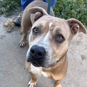 Rescue Pit Bull Terrier Dogs for Adoption in Aledo, Texas - Rocky | PetCurious