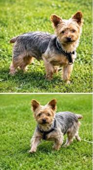Tiny -  Yorkshire Terrier Dog for Adoption in Harrison City, Pennsylvania - Tiny | PetCurious