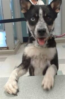 Australian Cattle Dog Blue Heeler Dogs Available for Adoption in Oklahoma City, Oklahoma - A472758 | PetCurious