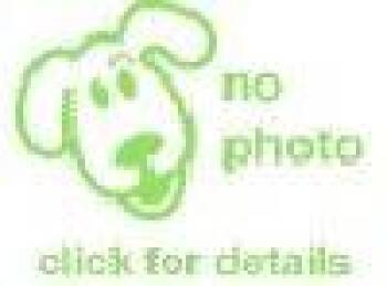 Smoky Bear -  Dachshund and Terrier Dog for Adoption in Houston, Texas - Smoky Bear | PetCurious