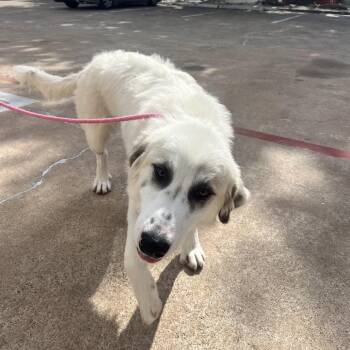 Great Pyrenees Dogs Available for Adoption in Houston, Texas - Mazie | PetCurious