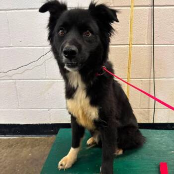 Sammy -  Border Collie Dog for Adoption in Shinnston, West Virginia - Sammy | PetCurious