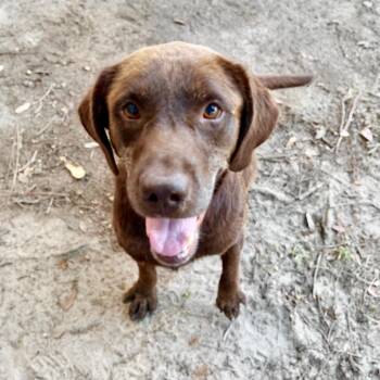 Sampson -  Mixed Breed Dog for Adoption in Milton, Florida - Sampson | PetCurious